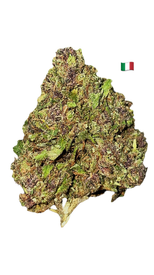 Aladin purple kush CBD17%/THC0.2%/Indoor-HempTea HempStash