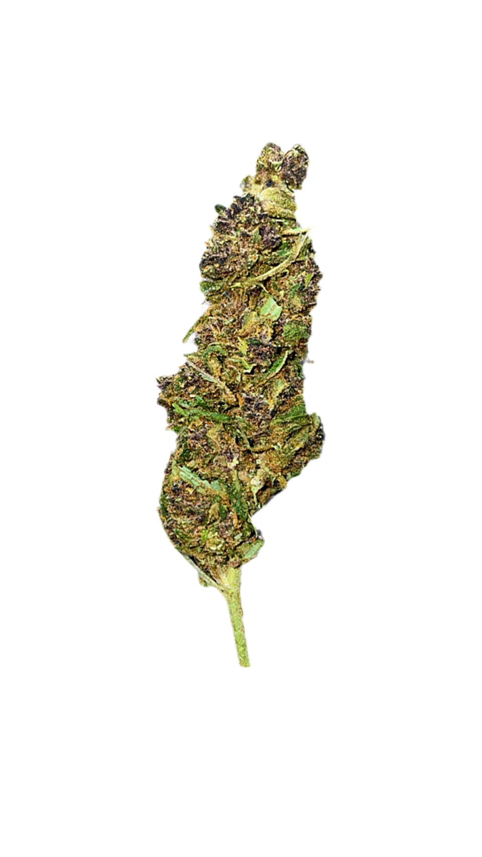 Aladin purple kush CBD17%/THC0.2%/Indoor-HempTea HempStash