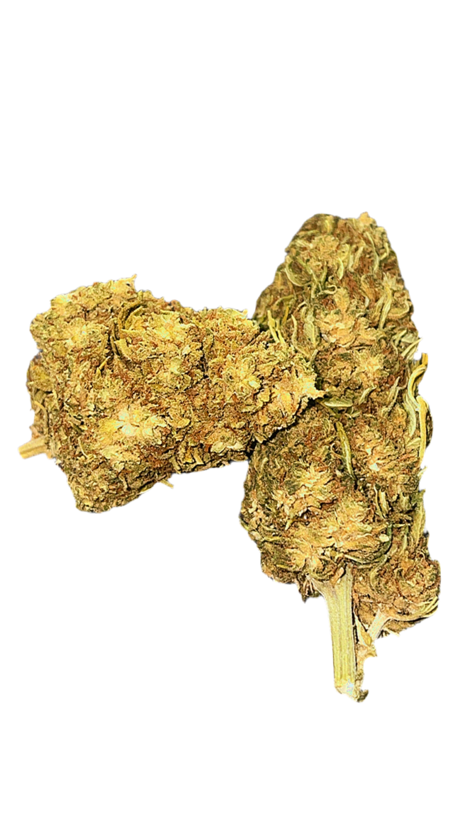 CBG ORANGE BUD-CBG10%-THC0.2%Indoor-HempTea HempStash