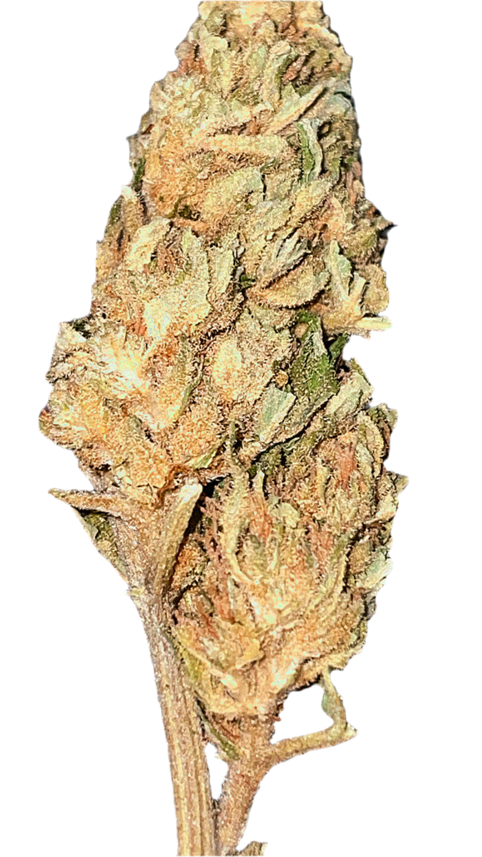 OLD SCHOOL OG Skunk CBD23%/THC0.2%-GreenHouse-HempTea HempStash