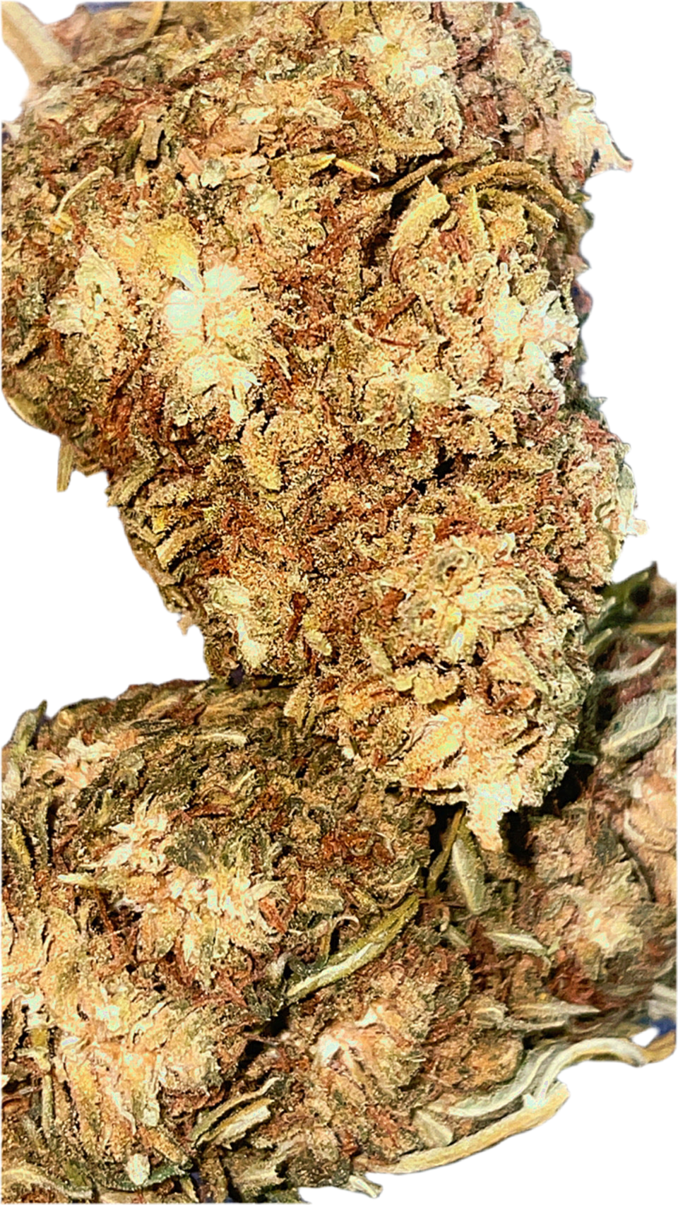 CBG ORANGE BUD-CBG10%-THC0.2%Indoor-HempTea HempStash