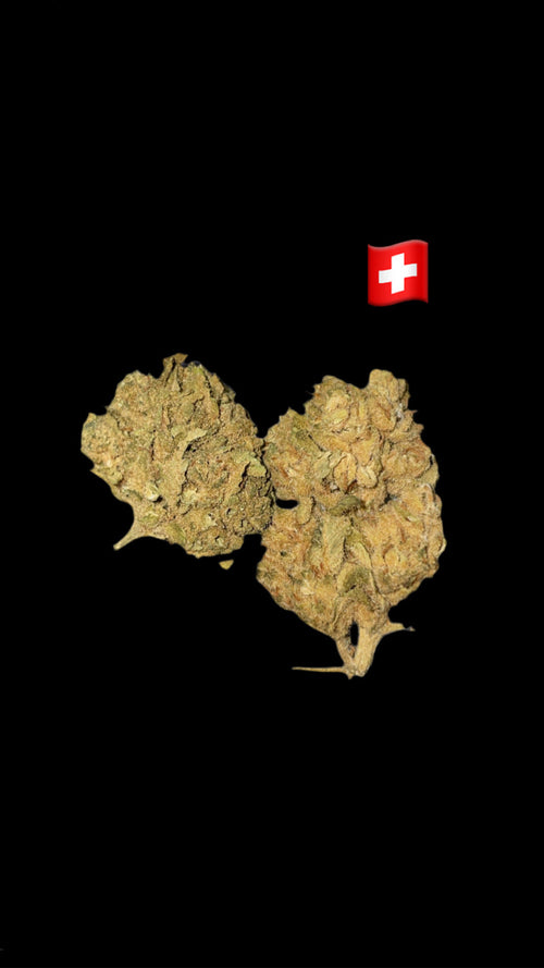Lemon pop-15%CBD-THC0.2%-GreenHouse-HempTea HempStash