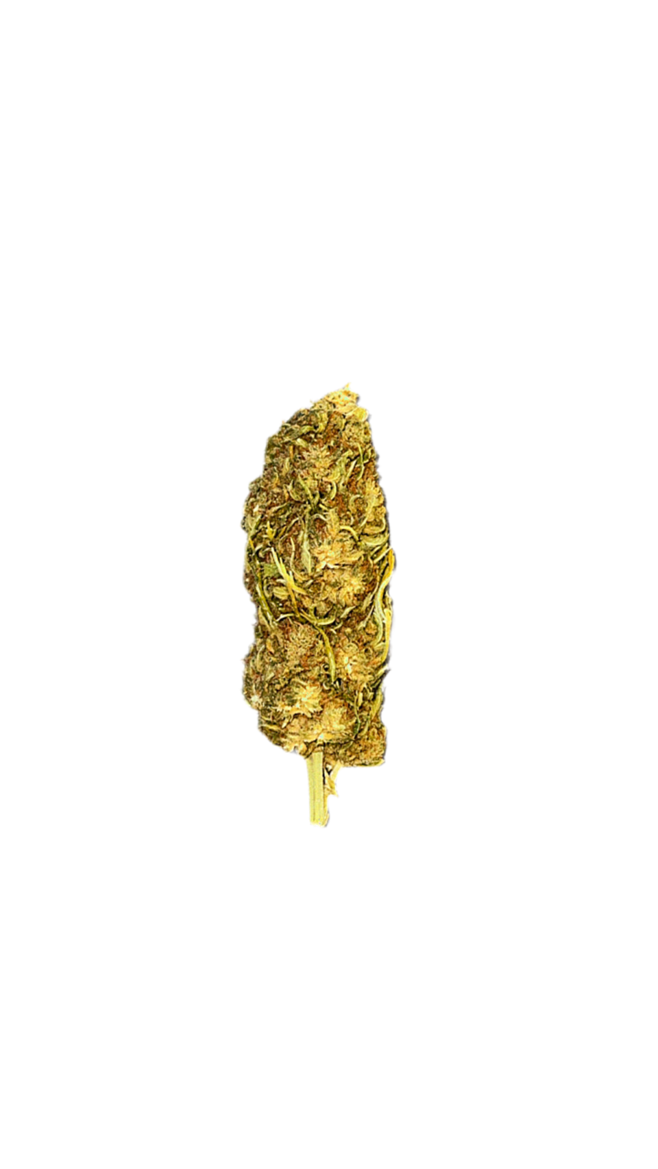 CBG ORANGE BUD-CBG10%-THC0.2%Indoor-HempTea HempStash