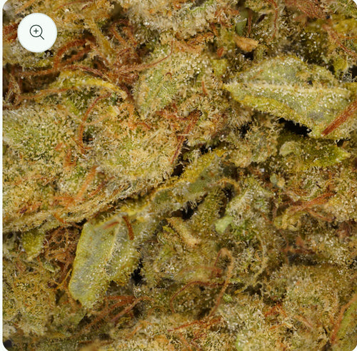 Amnesia CBD [Hydroponic].  CBD Flowers | indoor  | 

CBD 14%
