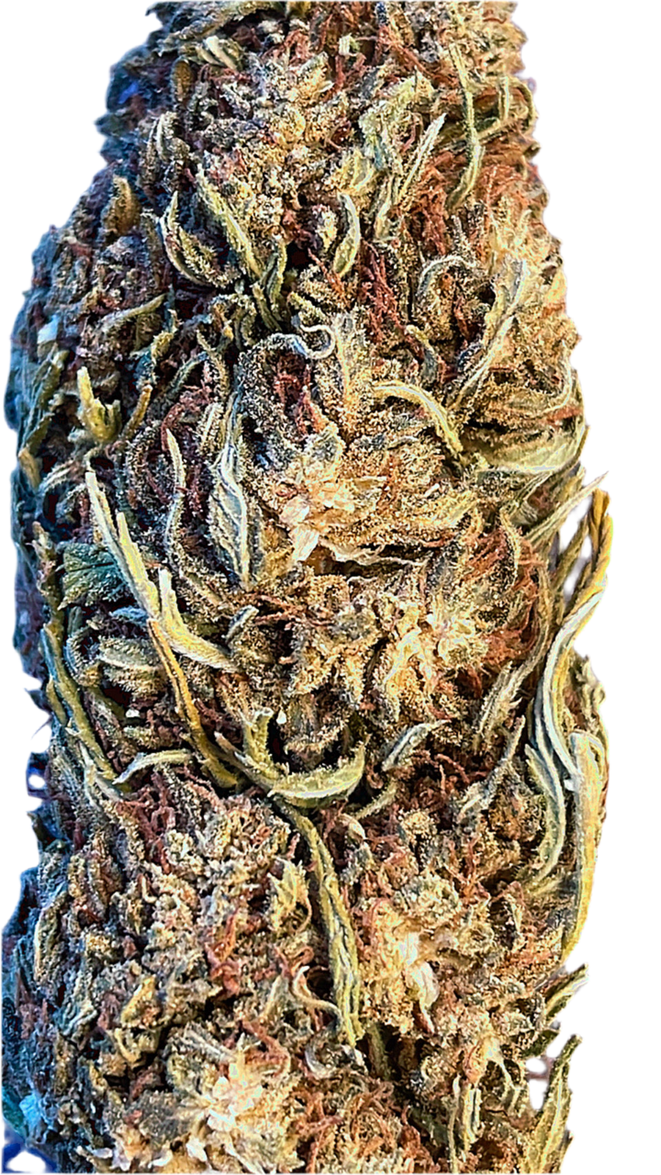 CBG ORANGE BUD-CBG10%-THC0.2%Indoor-HempTea HempStash