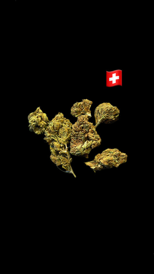 Lemon pop-15%CBD-THC0.2%-GreenHouse-HempTea HempStash