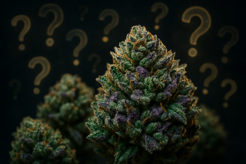 Create me an image of Cbd flower and mystery background with question marks 